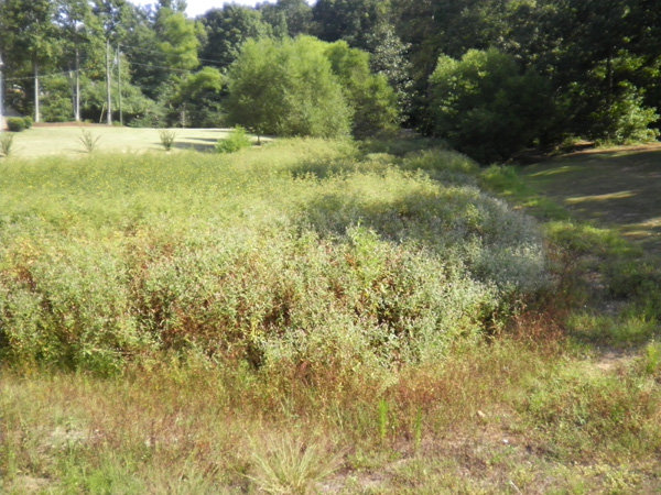 Tall grass in a detention pond