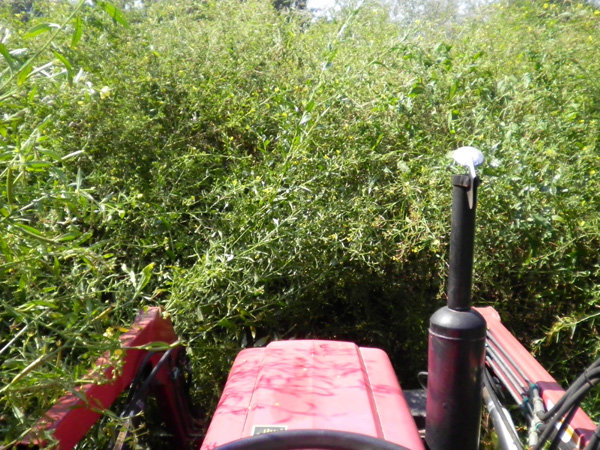 Bush hogging thick grass