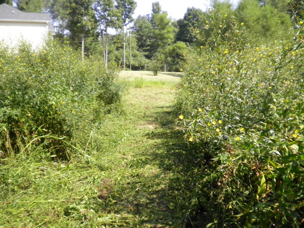 Light at the end of the tunnel