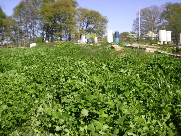 Cover crop after a season of growth.