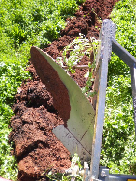 Turning down the crimson clover