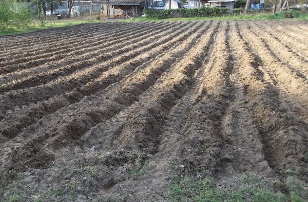 Rototilling the plowed sod